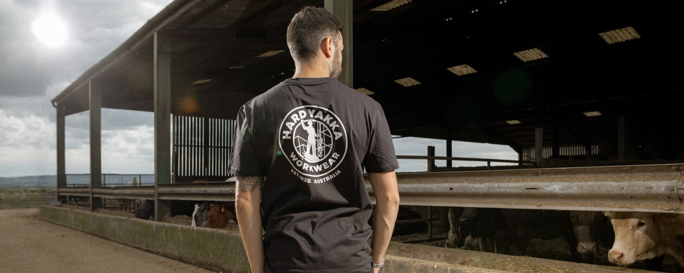 Image of the back of a man wearing a black Hard Yakka Heritage T-Shirt  looking into a cattle shed with cows drinking from a trough